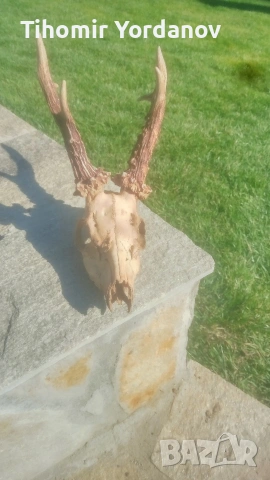 Трофей от сръндак -5 броя , снимка 5 - Антикварни и старинни предмети - 54056882