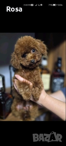 Продавам пудел , снимка 4 - Пудели - 52582556