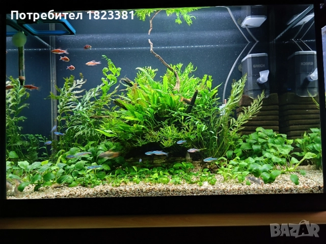 Напълно оборудван и работещ аквариум , снимка 8 - Аквариуми - 49185034