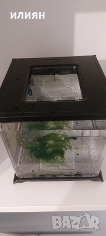 Аквариуми Hailea 2л., снимка 3 - Аквариуми - 52975808