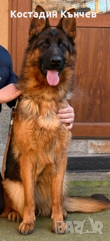 Немска овчарка, снимка 3 - Немска овчарка - 54106538