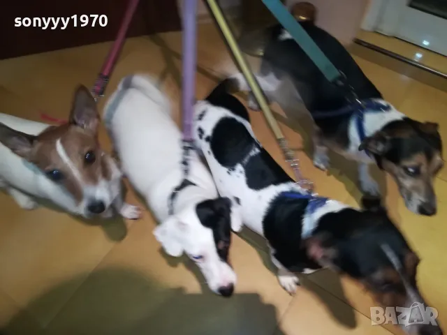 ОФИЦИЛЕН ПРЕСТАВИТЕЛ НА ДЖАК РЪСЕЛ ЗА ВИДИН 2801251428, снимка 17 - Джак ръсел териер - 48864495
