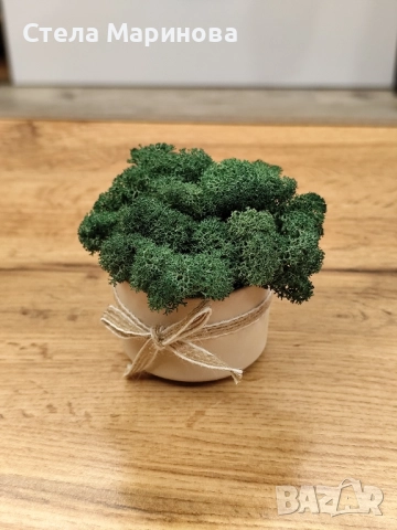 Кашпи със скандинавски мъх!, снимка 2 - Декорация за дома - 52190514