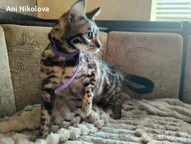 Бенгалска котка, снимка 6 - Бенгалски - 50322283