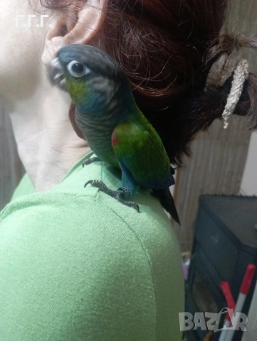 Бебета Пирура перлата, снимка 3 - Папагали - 54287719