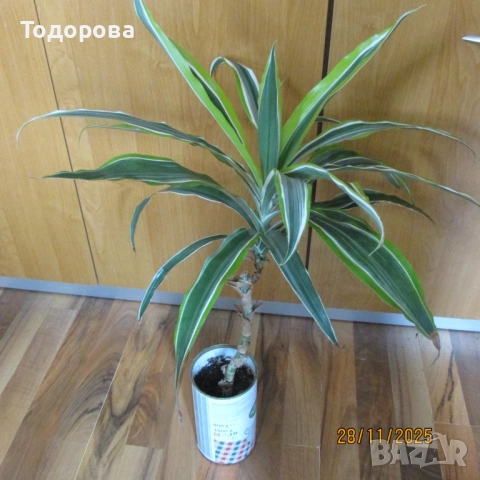 алое, восъче, драцена, дифенбахия, снимка 5 - Стайни растения - 52583201