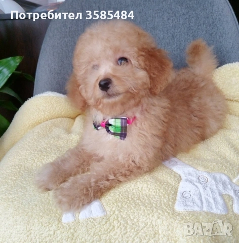 Мини пудел/Mini poodle , снимка 2 - Пудели - 53883552