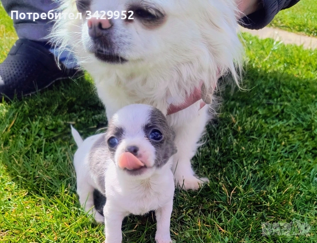 момиченце чихуахуа , снимка 4 - Чихуахуа - 54006487