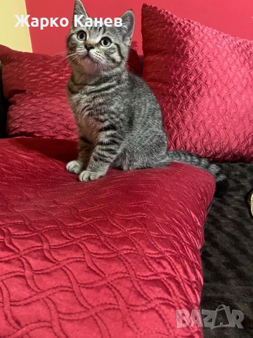 Страхотно  британче