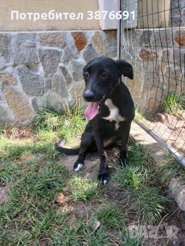 две момичета търсят дом с грижа , снимка 2 - Други - 40806724