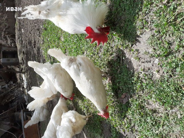 разплодни яйца от легхорн, снимка 8 - други­ - 16386746