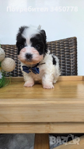 мини бивър момченце