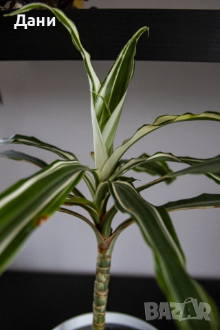 🌿 Драцена Lemon Lime – жизнена и лесна за отглеждане у дома 🌿 Готова за подарък, снимка 4 - Стайни растения - 52061005