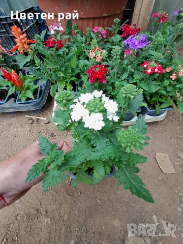 Вербена няколко цвята , снимка 2 - Градински цветя и растения - 54282743