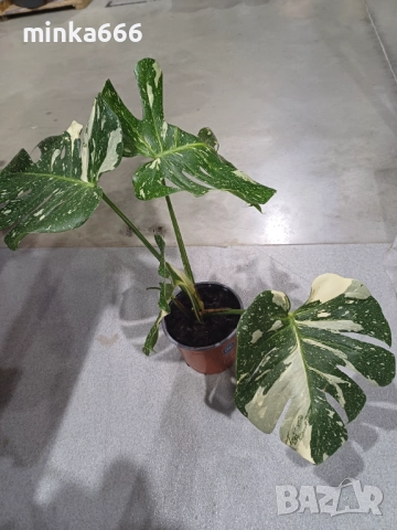 Манстера Thai