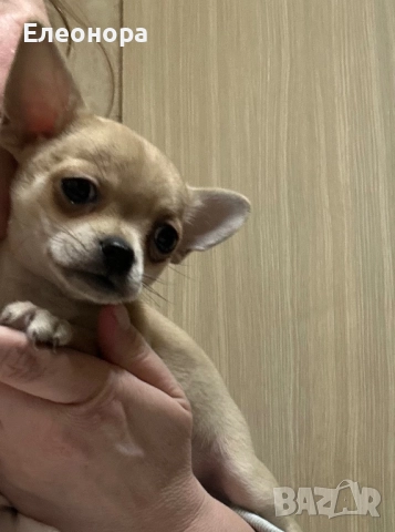 Уникално Мини Чихуахуа Момиченце, снимка 2 - Чихуахуа - 52883311
