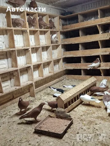 пазарджишки високолетачи със добри постижения , снимка 10 - Гълъби - 48656358