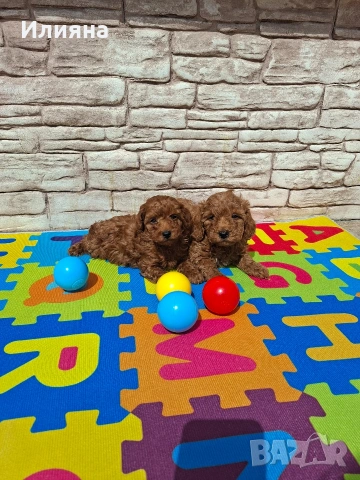 Пудел той момчета , снимка 5 - Пудели - 54180136