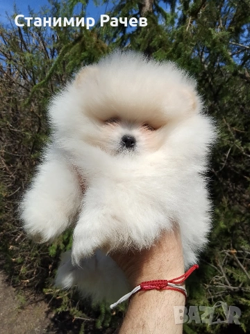 Померан померани , снимка 3 - Померан - 54298238