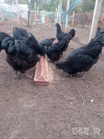 Аям  Кемани 6+1 