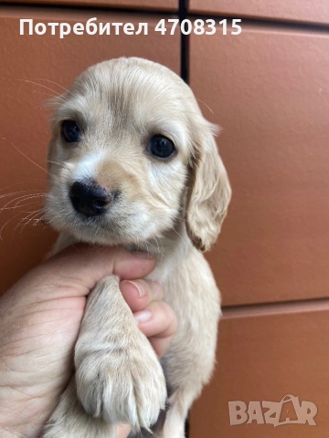 Кокер шпаньол момче ваксина родословен баща, снимка 5 - Кокер шпаньол - 54086998