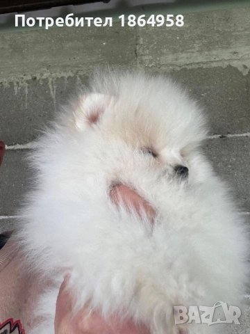 БЕБЕТА ПОМЕРАН Доставка, снимка 3 - Померан - 54179579