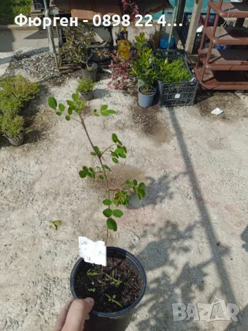 Акация - Налични 2 вида , снимка 7 - Разсади - 43201687