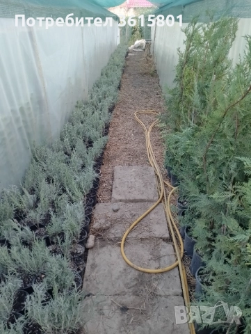 лавровишна 4лв,  лейланди 5лв, снимка 9 - Други стоки за дома - 51589874