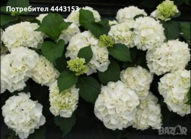 Снежна топка/Картоп