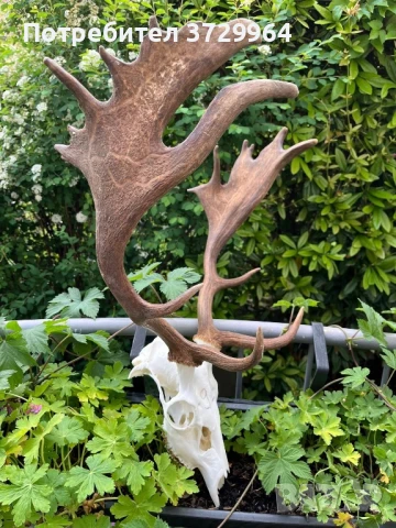 Трофей Елен лопатар