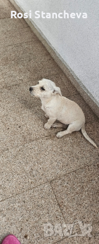 Продавам куче-порода "Пинчер", снимка 3 - Пинчер - 44639192