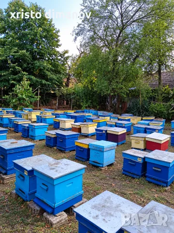 Продаван кошери Дадан-Блат , снимка 2 - Други животни - 56265068