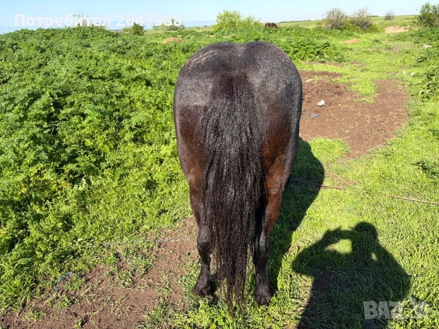 Кобила кон коне, снимка 13 - Коне - 54317054