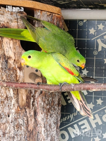 продавам различни видове папагали, снимка 14 - Папагали - 52450832