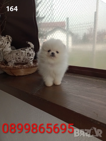 Бели Померани. Реални снимки от 21.03.26 г. , снимка 8 - Померан - 53905121