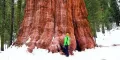 Нови качествени 15 семена от гигантска секвоя мамутово дърво sequoiadendron giganteum за декорация, снимка 2