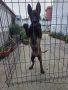 белгийска овчарка малиноа , снимка 3