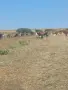 Продавам стадо крави , снимка 3