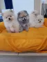 Померан померани померанчета Гр. София , снимка 5