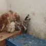 Свободни шабо пилета, снимка 2