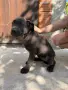 Продавам кученца Кане Корсо, снимка 6