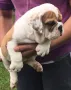 Английски булдог, снимка 5