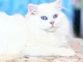 КОТЕНЦЕ УНИКАТ.МОМЧЕНЦЕ, снимка 7