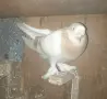 Гълъби  мардини, снимка 4