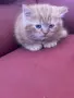 Шотландки котки, снимка 4