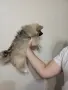 вълчи шпиц женско, снимка 4