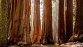 Нови качествени 15 семена от гигантска секвоя мамутово дърво sequoiadendron giganteum за декорация, снимка 14