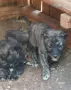 Свободни кангали Чапар., снимка 2