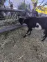   продавам млечна коза , снимка 2