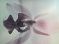пано Орхидеи - ново! , снимка 1 - Пана - 29988260